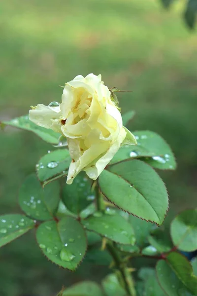 Indah Bunga Mawar Kuning Dan Hijau Daun Alam — Stok Foto