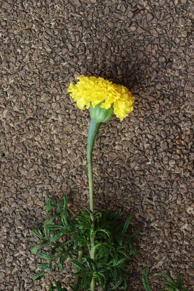 Nahaufnahme Der Gelben Ringelblume Frühlingsblume Indien Blume — Stockfoto