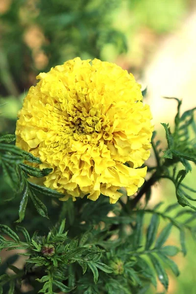 Close Yellow Marigold Spring Flower India Flower — Stock fotografie