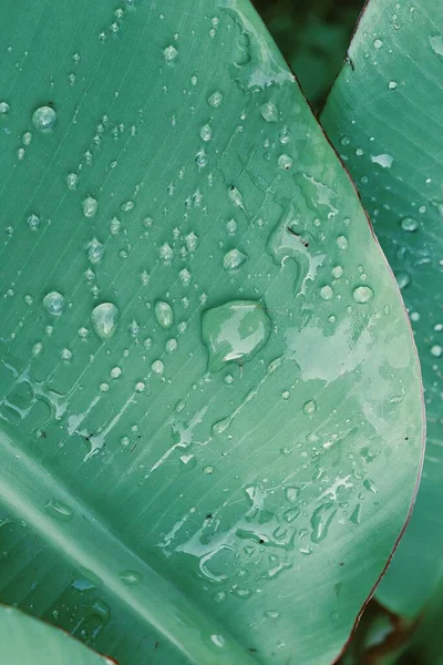 Красива Рослина Бананового Зеленого Тропічного Листя Краплі Води — стокове фото