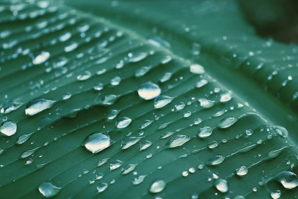 美丽的香蕉绿色热带树叶 植物和水滴 — 图库照片