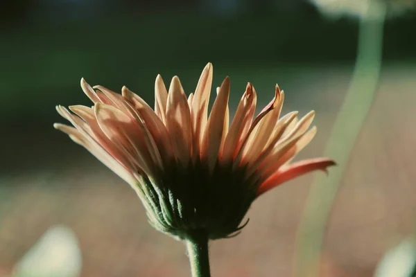 Beautiful Red Chrysanthemum Flowers Green Leaves Nature — Stock Photo, Image