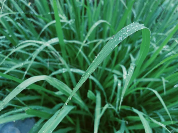 Belo Folhas Tropicais Verdes Planta Fundo Textura — Fotografia de Stock