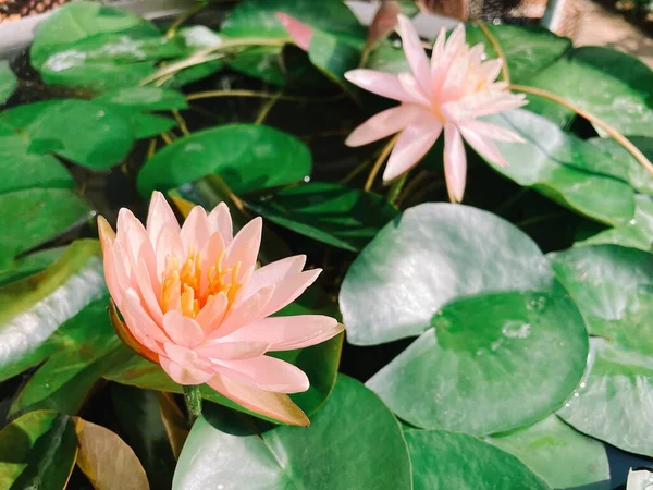 Schöne Orange Rosa Lotusblüten Tropisch Mit Grünen Blättern — Stockfoto