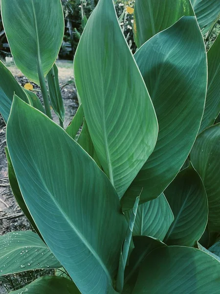 Piękne Zielone Liście Tropikalne Roślinne Tło Lub Tekstura — Zdjęcie stockowe