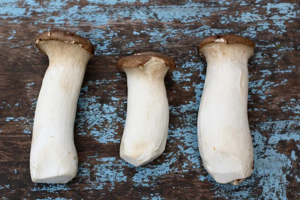 Paddenstoelen — Stockfoto