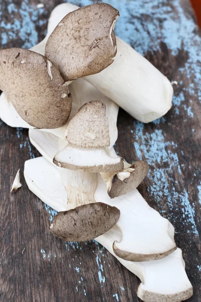 Mushrooms — Stock Photo, Image