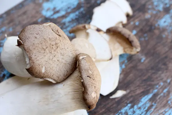 Mushrooms — Stock Photo, Image