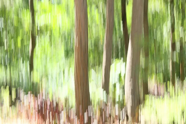 Niewyraźne światło lasu — Zdjęcie stockowe