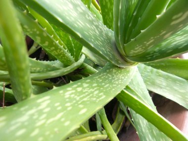 aloe vera.