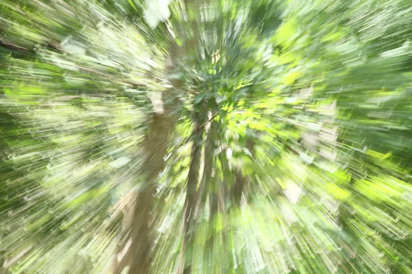 Bulanık hafif orman — Stok fotoğraf