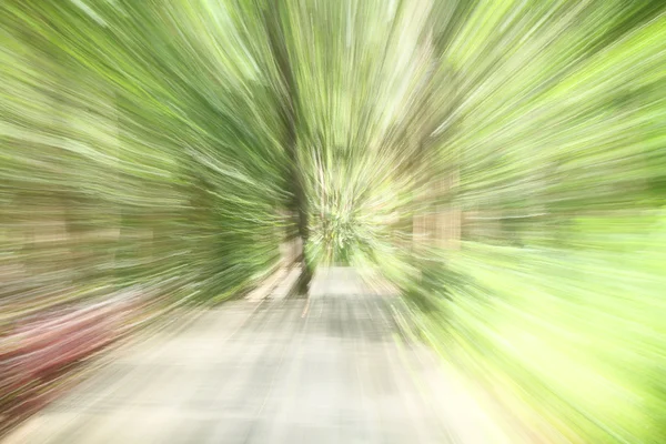 Bulanık hafif orman — Stok fotoğraf