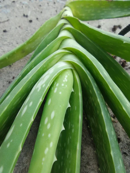 Aloe vera. — Foto Stock