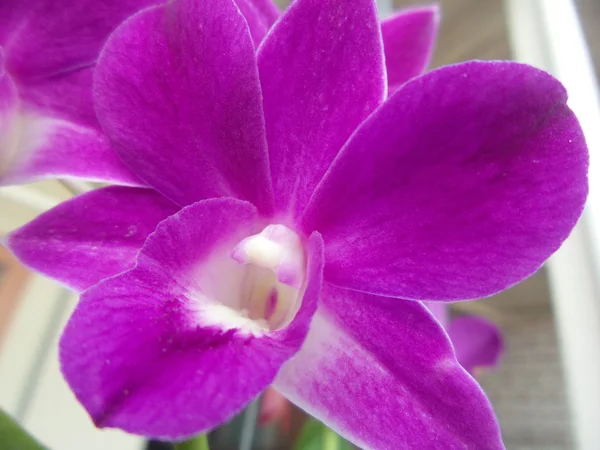 Orquídea roxa — Fotografia de Stock