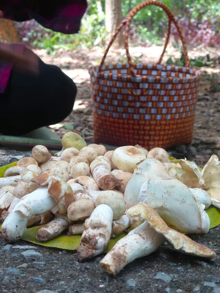 Funghi freschi — Foto Stock