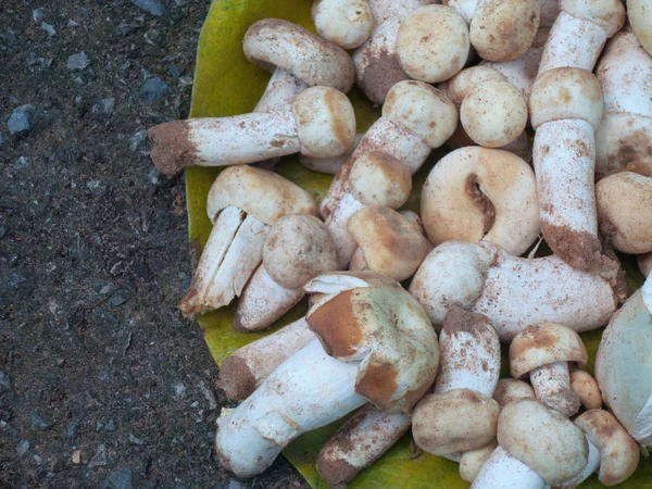 Fresh mushrooms — Stock Photo, Image