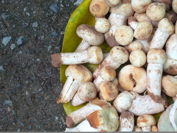 Verse champignons — Stockfoto