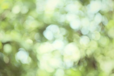 bulanık orman arka plan 