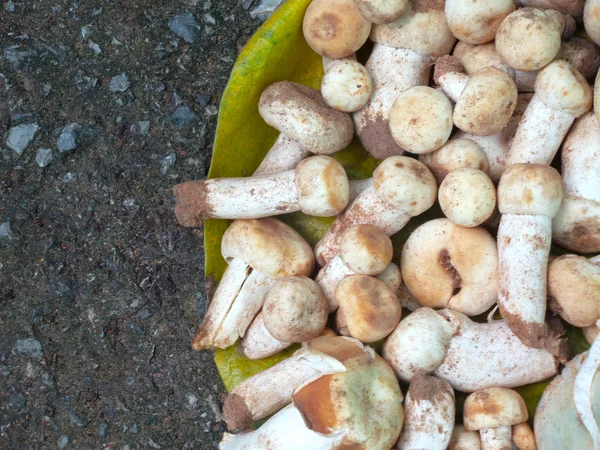 Verse champignons — Stockfoto