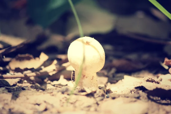 Fresh mushrooms — Stock Photo, Image