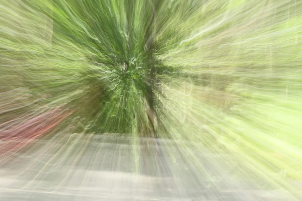 흐린된 빛 숲 — 스톡 사진