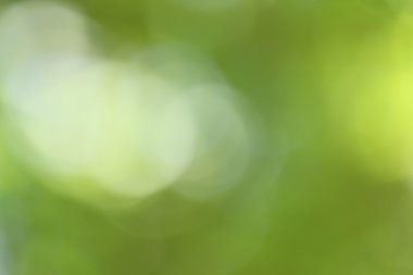 bulanık orman arka plan 