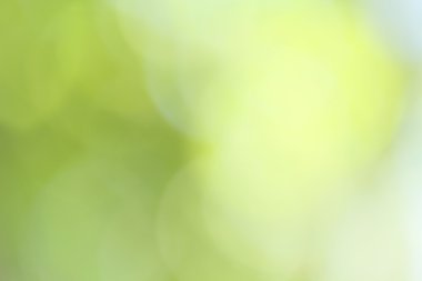 bulanık orman arka plan 