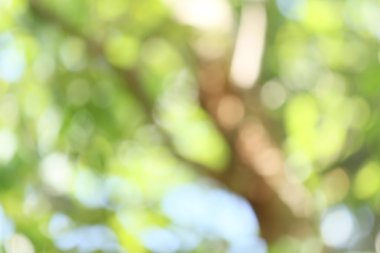 bulanık orman arka plan 