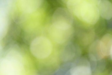 bulanık orman arka plan 