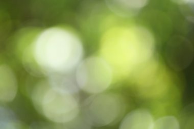 bulanık orman arka plan 