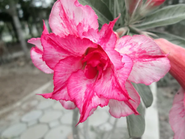 Impala lily adenium — Stock Fotó