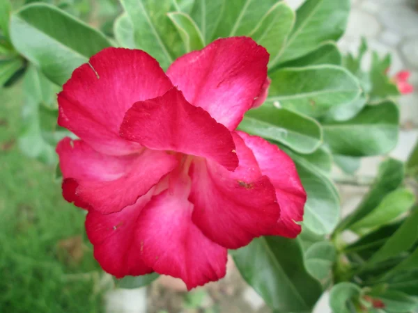 임 팔 라 릴리 Adenium — 스톡 사진