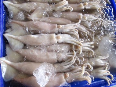 Fresh squid