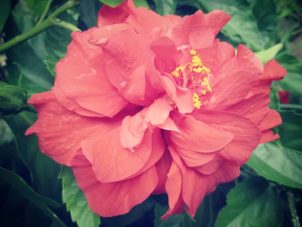 Czerwony hibiscus kwiat natura — Zdjęcie stockowe