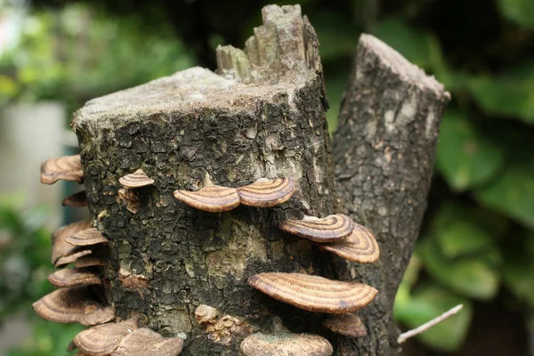 Ganoderma Lucidum — Stock Photo, Image