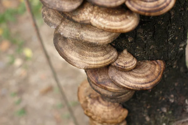 Ganoderma Lucidum — Fotografie, imagine de stoc