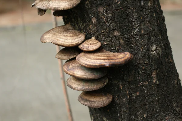 Ganoderma lucidum — Φωτογραφία Αρχείου