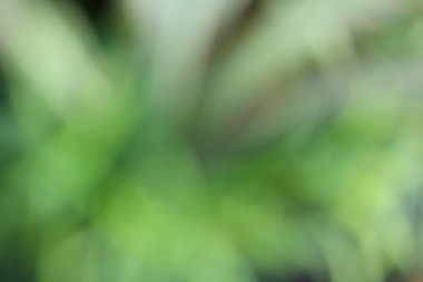 bulanık orman arka plan