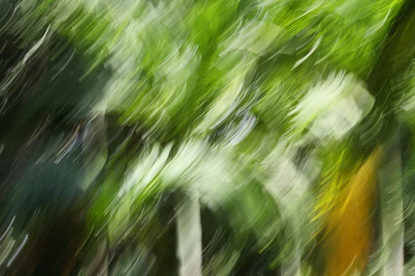 흐린된 빛 숲 — 스톡 사진