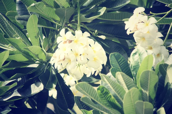 나무에 흰색 frangipani 꽃 — 스톡 사진