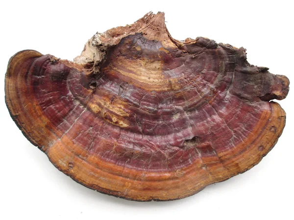 Ganoderma Lucidum - Seta Ling Zhi . — Foto de Stock