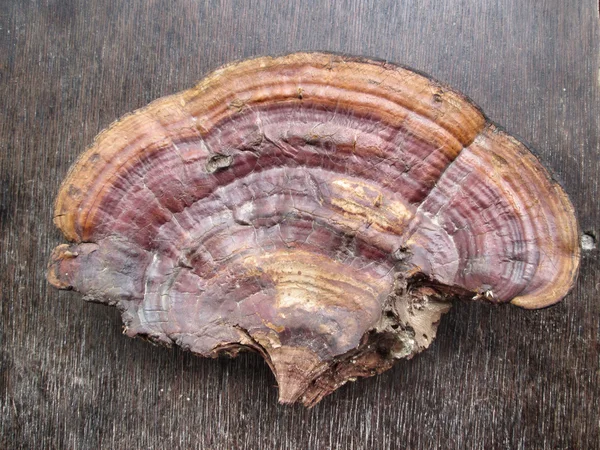 Ganoderma lucidum - ling zhi houby. — Stock fotografie