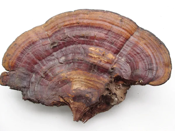 Ganoderma Lucidium - ling zhi mantar.