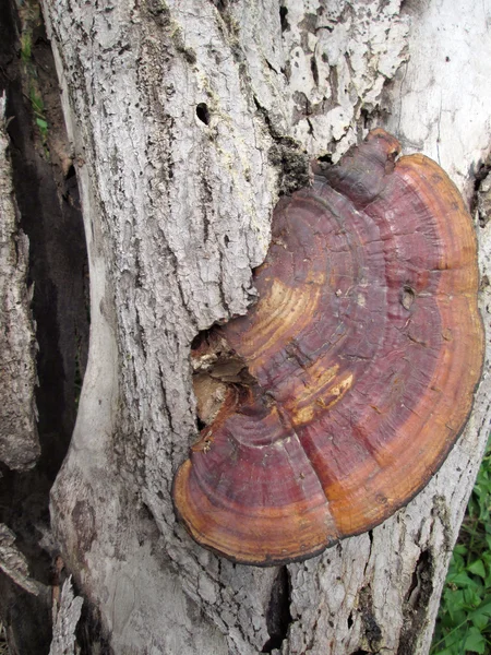 Ganoderma Lucidum - Ling Zhi Mushroom. — Stock Photo, Image