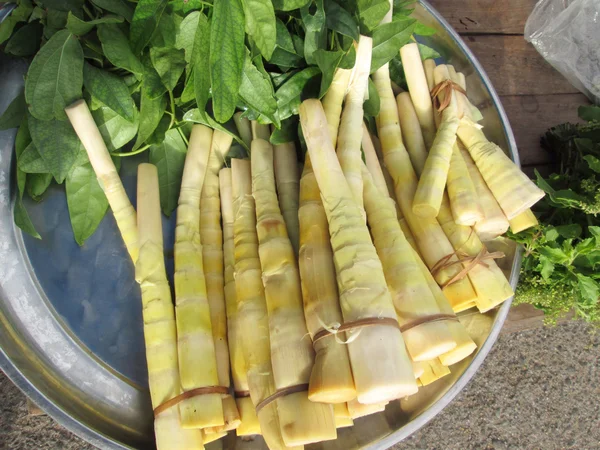 Yellow bamboo skjuta — Stockfoto