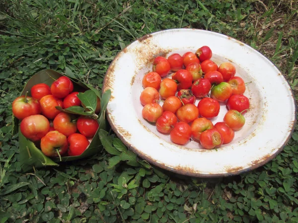 Красная ягода — стоковое фото