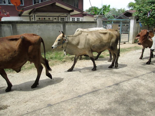 Kráva nebo ox ve venkovských — Stock fotografie