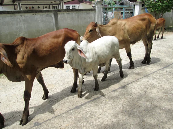 Kráva nebo ox ve venkovských — Stock fotografie