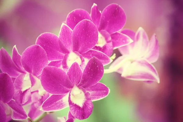 Fialové orchideje vinobraní — Stock fotografie