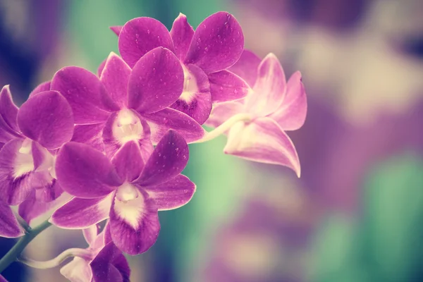 Purple orchid vintage — Stock Photo, Image